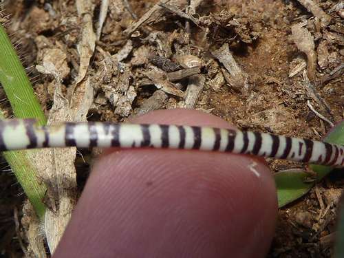 Ledebouria glauca