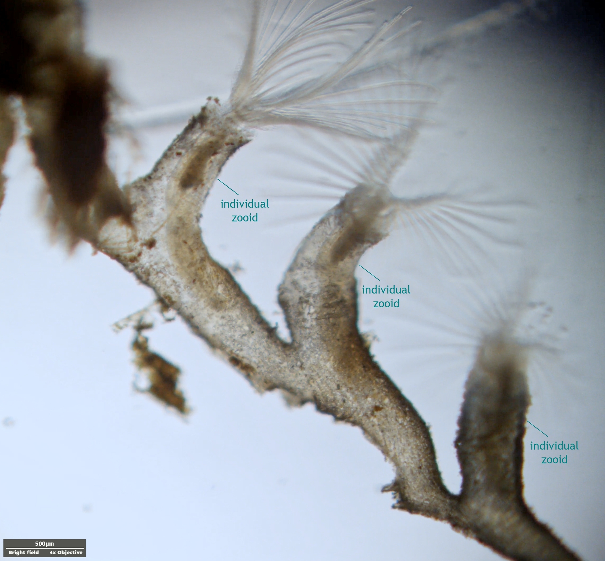 Plumatella repens (Linnaeus, 1758)
