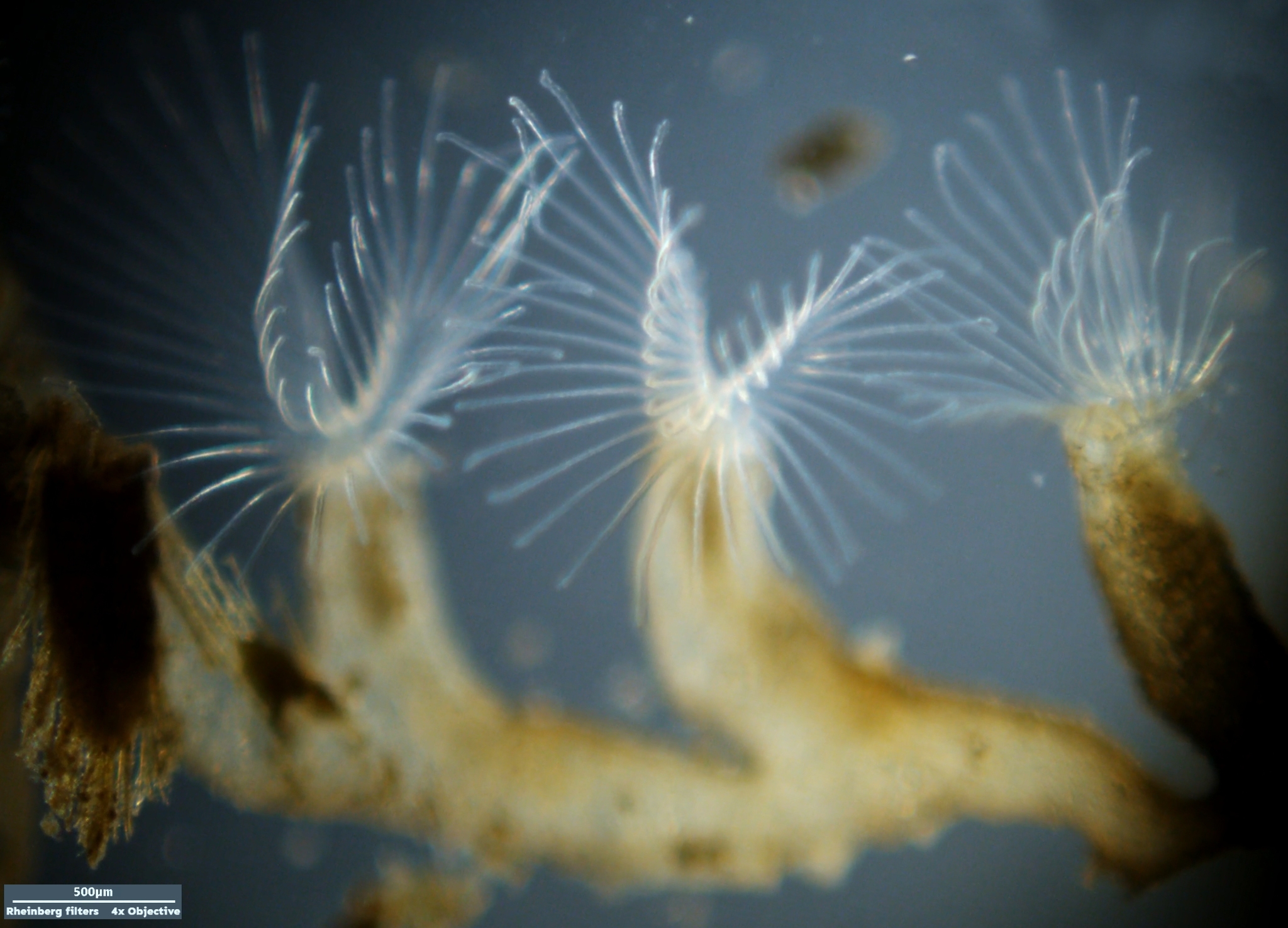 Plumatella repens (Linnaeus, 1758)