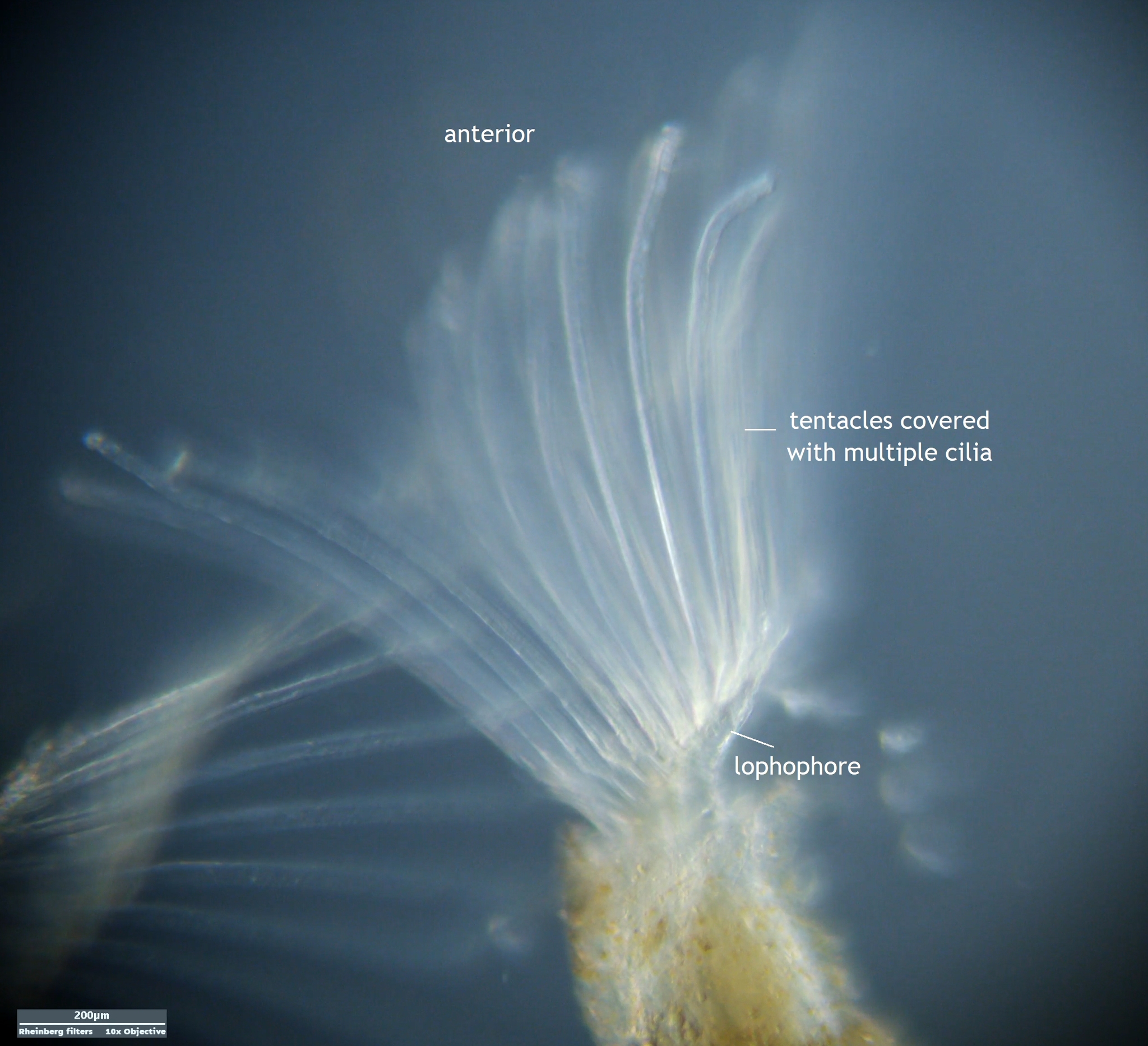 Plumatella repens (Linnaeus, 1758)