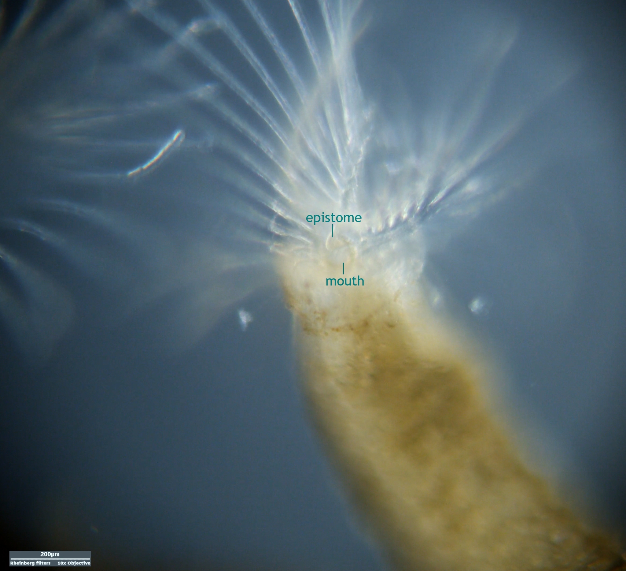 Plumatella repens (Linnaeus, 1758)