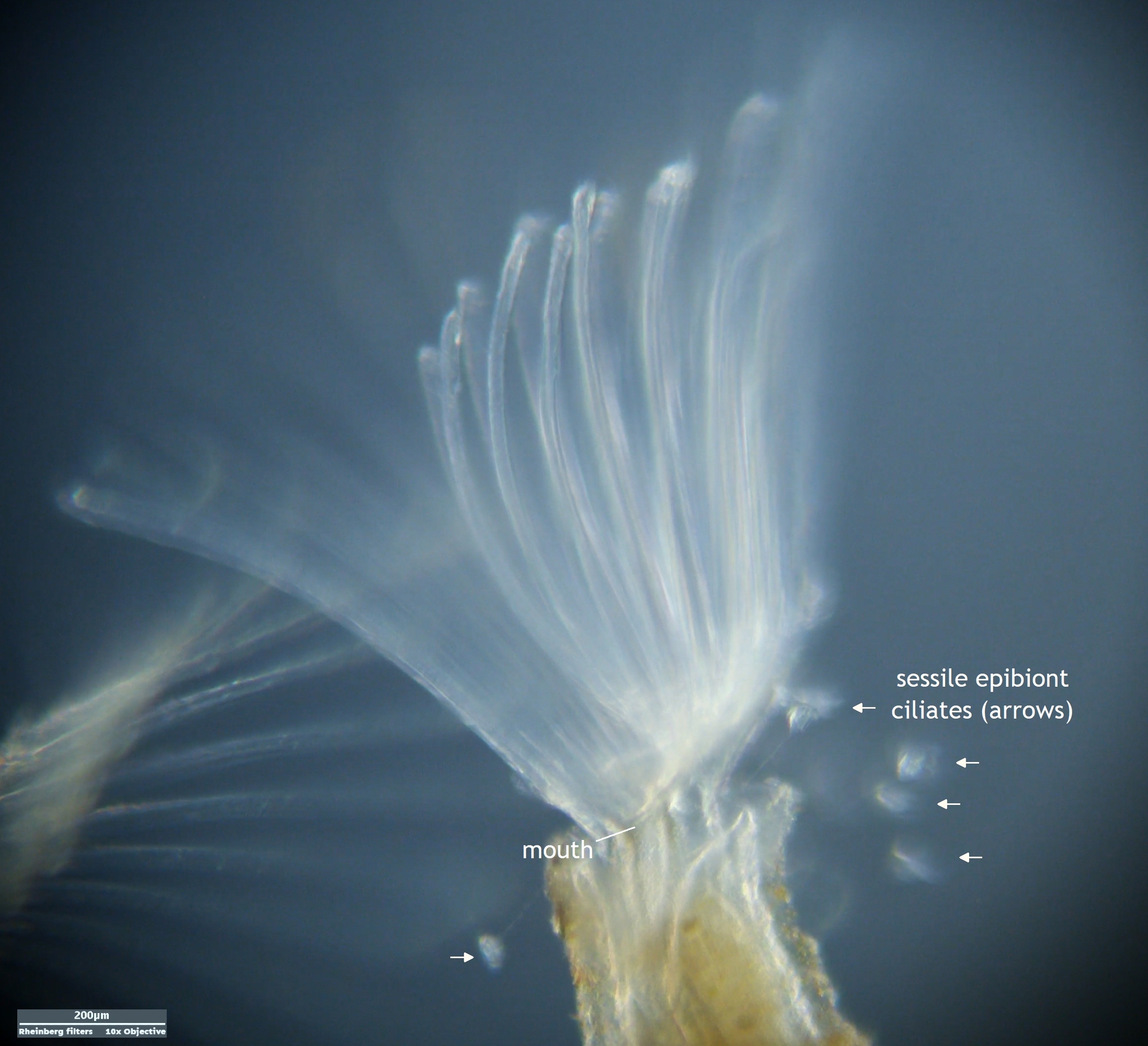 Plumatella repens (Linnaeus, 1758)