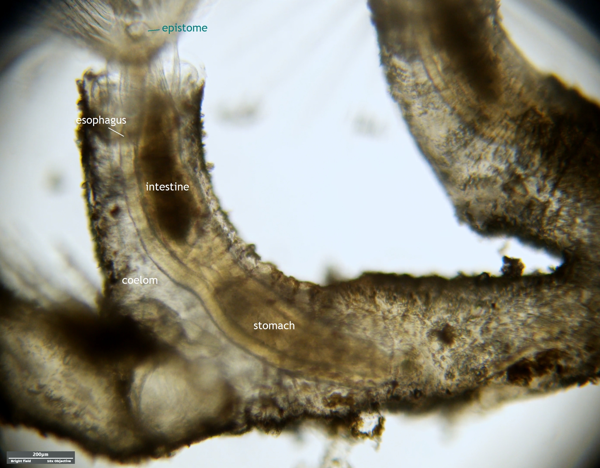 Plumatella repens (Linnaeus, 1758)