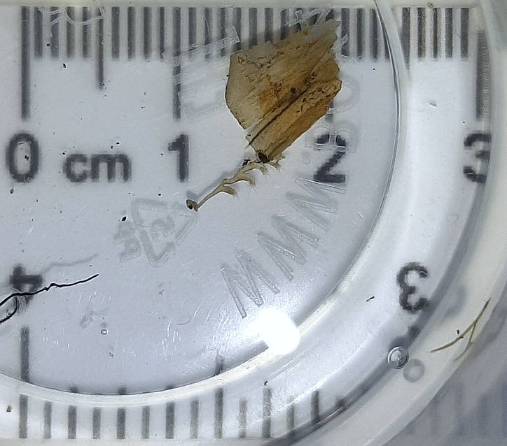 Plumatella repens (Linnaeus, 1758)