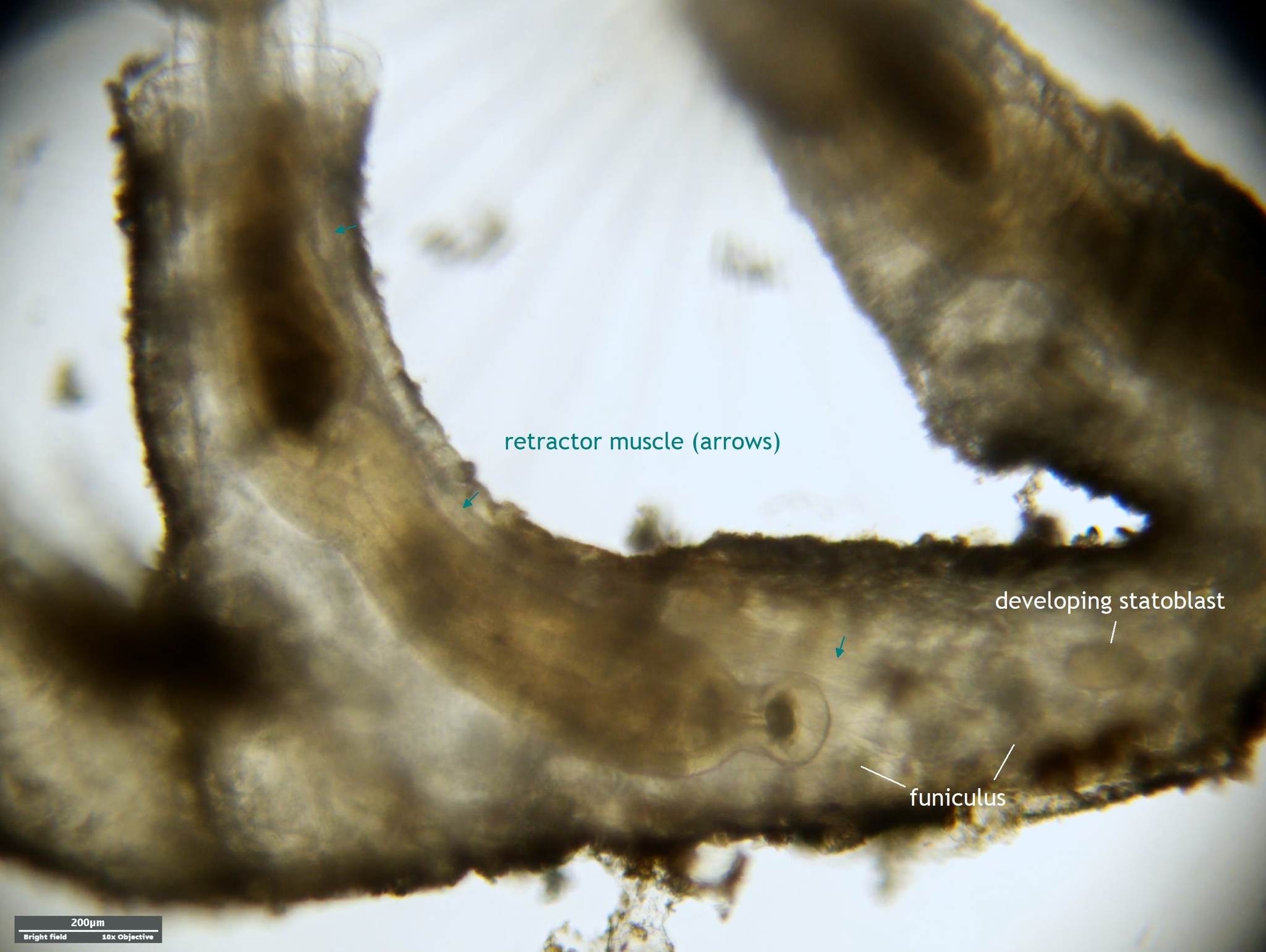 Plumatella repens (Linnaeus, 1758)