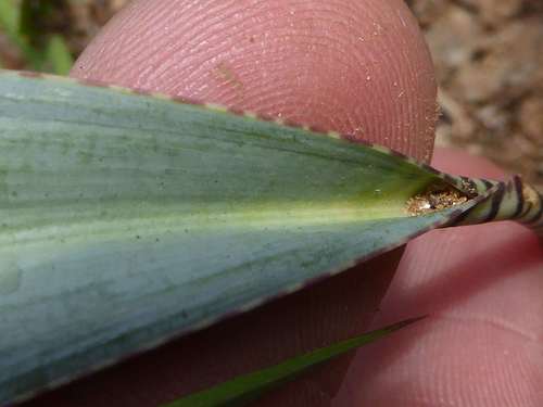 Ledebouria glauca
