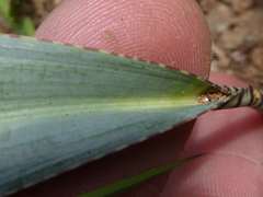 Ledebouria glauca