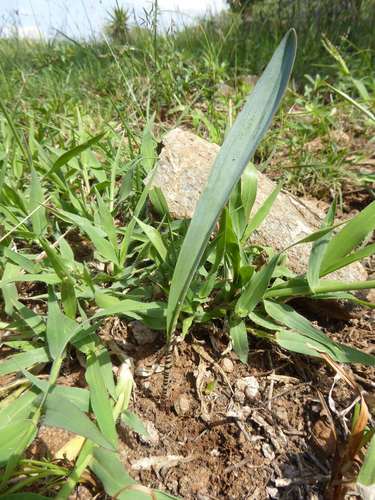 Ledebouria glauca