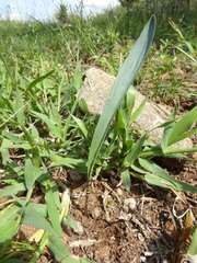 Ledebouria glauca