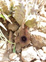 Huernia