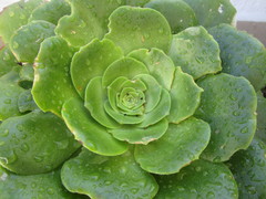 Aeonium urbicum