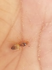 Myrmecocystus