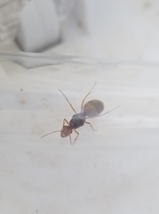 Myrmecocystus