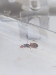 Myrmecocystus