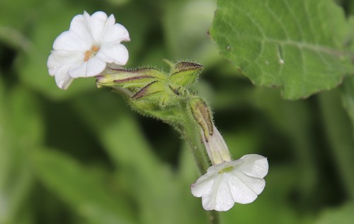 Image of Nicotiana clevelandii by (c) Millie Basden, some rights reserved (CC BY)