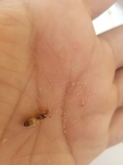 Myrmecocystus