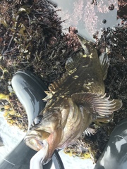 Sebastes rastrelliger