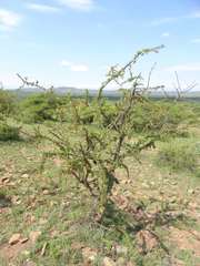 Ormocarpum trichocarpum