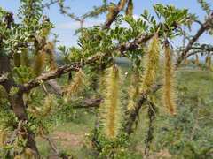 Ormocarpum trichocarpum