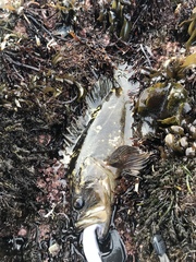 Sebastes rastrelliger