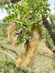 Ormocarpum trichocarpum