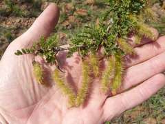 Ormocarpum trichocarpum