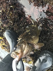 Sebastes rastrelliger