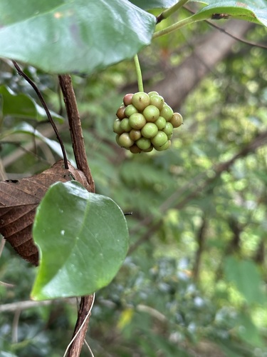 Image of Kadsura japonica by (c) 岸本年郎, some rights reserved (CC BY)