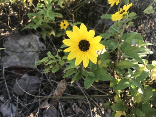 Helianthus debilis image