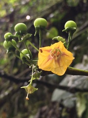 Capsicum lycianthoides