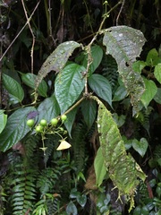 Capsicum lycianthoides