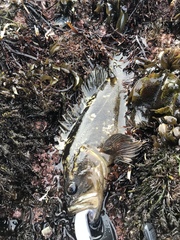 Sebastes rastrelliger