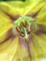 Capsicum lycianthoides