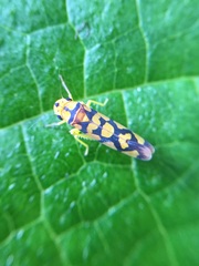 Pawiloma multilunatula