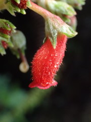 Kohleria