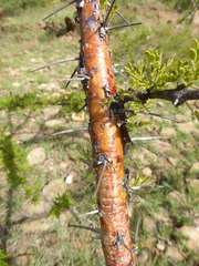 Vachellia permixta