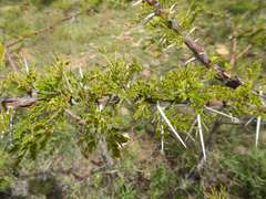 Vachellia permixta