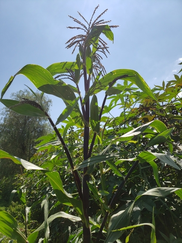Zea mexicana observed 2023-09-23