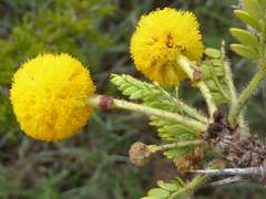 Vachellia permixta