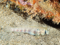 Goldspot Goby photo 2