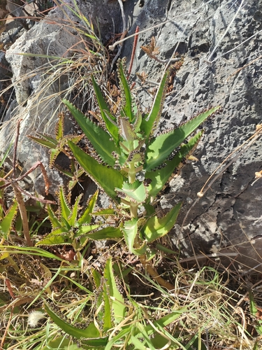 Kalanchoe daigremontiana