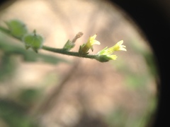 Heliotropium campestre
