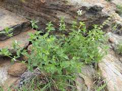 Leucas glabrata