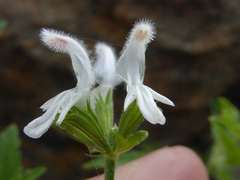 Leucas glabrata