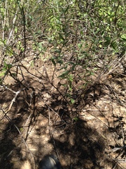 Heliotropium campestre