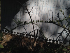 Heliotropium campestre