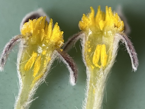 Image of Gnidia nana by (c) Charleen Brunke, some rights reserved (CC BY)