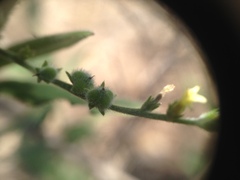 Heliotropium campestre