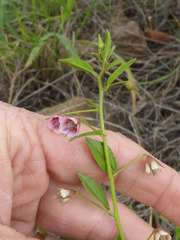 Hermannia glanduligera