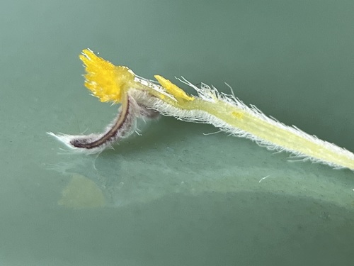 Image of Gnidia nana by (c) Charleen Brunke, some rights reserved (CC BY)